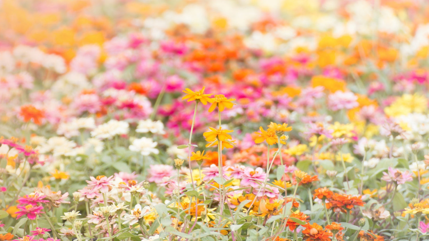 Floral &amp; Soft